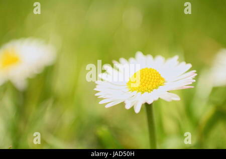 Ein paar Gänseblümchen auf der Wiese Nahaufnahme horizontalen Stockfoto