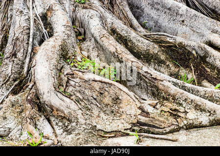 Nahaufnahme von einem Banyan interlaced Wurzeln im Garten. Stockfoto