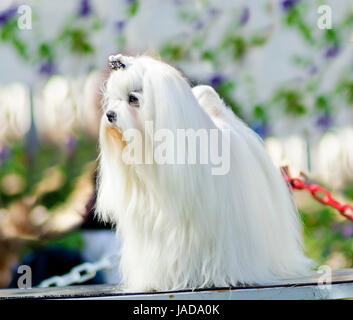 Blick auf eine kleine, zeigen junge und schöne Malteser Hund mit langen weißen Mantel stehen. Malteser haben seidiges Haar und sind hypoallergen. Stockfoto