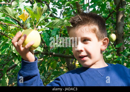 Kinder wählen aus grünem Apfel auf einem Baum Stockfoto
