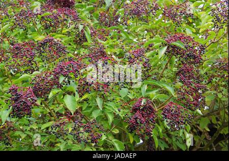 Holunder - elder 40 Stockfoto