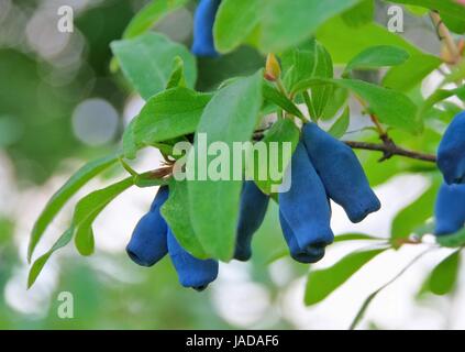 Maibeere - Sweetberry Geißblatt 03 Stockfoto