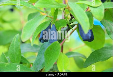 Maibeere - Sweetberry Geißblatt 04 Stockfoto