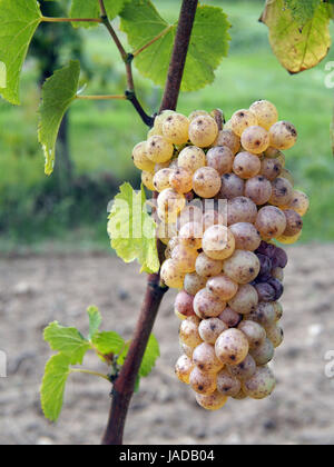 Edelfäule ist eine positive Form der einen grauen Pilz Botrytis Cinerea, es produziert feine und konzentrierte Weine Stockfoto