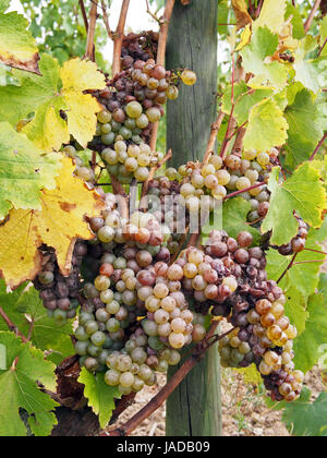 Edelfäule ist eine positive Form der einen grauen Pilz Botrytis Cinerea, es produziert feine und konzentrierte Weine Stockfoto