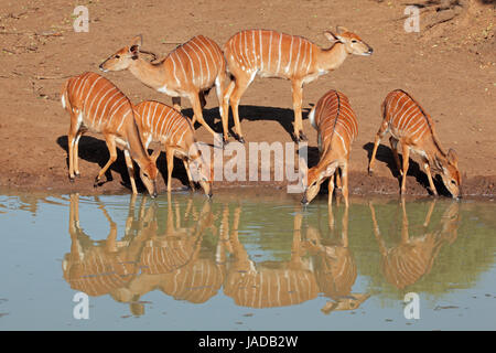 Weiblicher Nyala-Antilopen (Tragelaphus Angasii)-Trinkwasser, Mkuze Game reserve, Südafrika Stockfoto