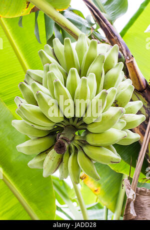 Silber Bluggoe, (Musa Sapientum Linn oder Musa (ABB-Gruppe) "Kluai Hak Mulk" Namen Thailand am Bananenbaum Stockfoto