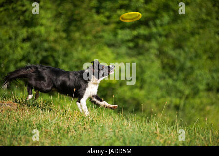 Border-Collie Shooting Frisbee nahe aufholen Stockfoto