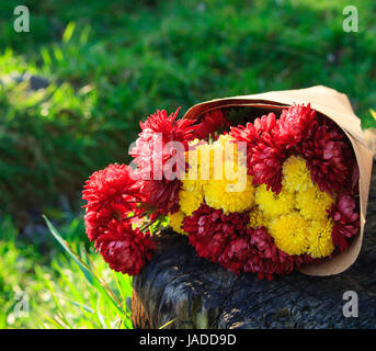 hellen Strauß Chrysanthemen ist auf den Stumpf Stockfoto