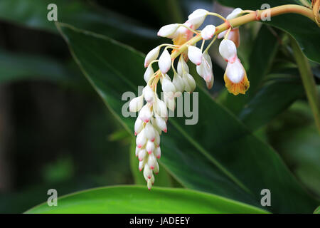 Ingwer-Hawaiian Shell Blume Stockfoto