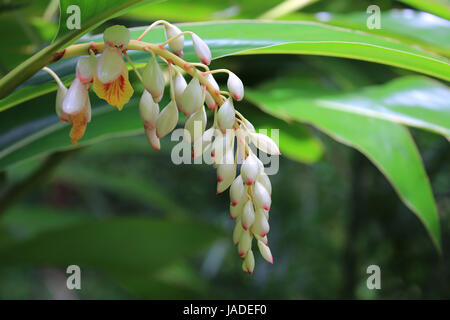 Ingwer-Hawaiian Shell Blume Stockfoto