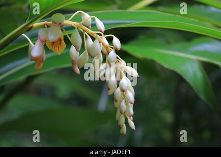 Ingwer-Hawaiian Shell Blume Stockfoto