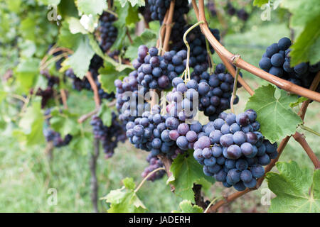 Reife Cabernet-Trauben im Weinberg. Reif für die Ernte. Stockfoto