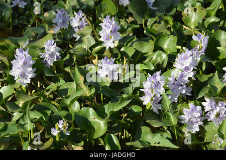 Wasserhyazinthe (Eichhornia Crassipes) im Teich Stockfoto