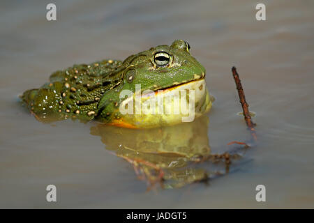 Männlichen afrikanischen Riesen Ochsenfrosch (Pyxicephalus Adspersus) mit der Aufforderung, Südafrika Stockfoto