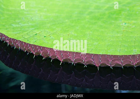 Victoria Water Lily (Victoria amazonica) mit natürlichem Muster der Wirbelsäulen entlang der Blattrand. Stockfoto