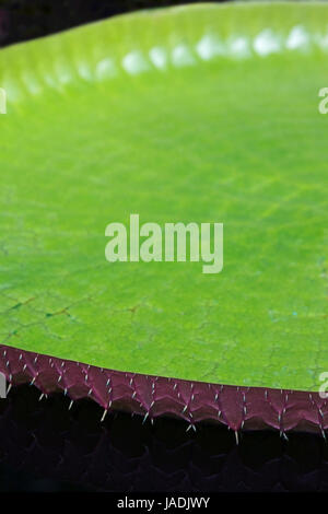 Victoria Water Lily (Victoria amazonica) Detail der Dornen entlang des Blatträndern. Stockfoto