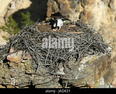 Fischadler Pandion Haliaetust: paar von Osprey sitzen auf ihrem Nest mit drei Eiern neben dem Yellowstone River, Wyoming Yellowstone-Nationalpark Stockfoto