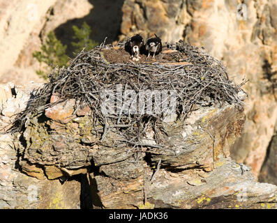 Fischadler Pandion Haliaetust: paar von Osprey sitzen auf ihrem Nest mit drei Eiern neben dem Yellowstone River, Wyoming Yellowstone-Nationalpark Stockfoto