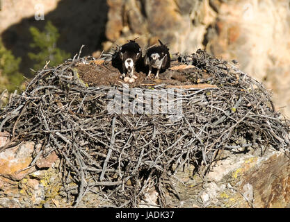 Fischadler Pandion Haliaetust: paar von Osprey sitzen auf ihrem Nest mit drei Eiern neben dem Yellowstone River, Wyoming Yellowstone-Nationalpark Stockfoto