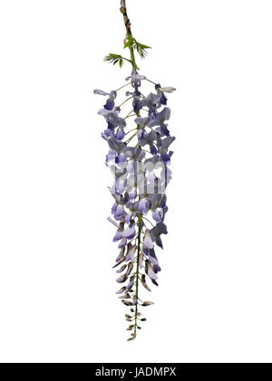 Chinesischer Blauregen (Wisteria Sinensis) Stockfoto