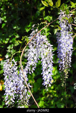 Chinesischer Blauregen (Wisteria Sinensis) Stockfoto