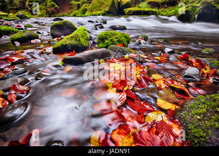 Fluss Kamenice im Herbst mit langer Belichtung, Böhmische Schweiz, Tschechische Republik Stockfoto