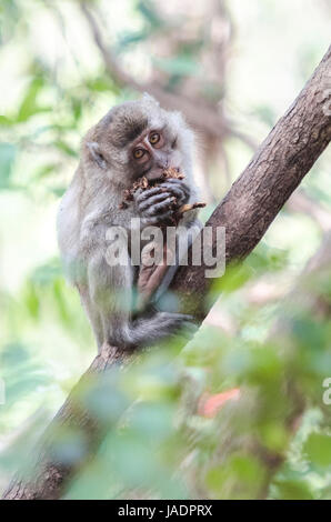 Junge Krabben essen Makaken (Macaca Fascicularis) oder Long-tailed Macaque Blick direkt in die Kamera bei der Fütterung auf Bananen in Thailand Stockfoto