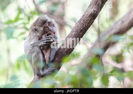 Junge Krabben essen Makaken (Macaca Fascicularis) oder Long-tailed Macaque Fütterung auf Bananen beim Sitzen auf einem Baum in Thailand Stockfoto