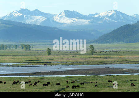 Herde von Bison, Bisons (Bison Bison), Lamar Valley, Yellowstone-Nationalpark, Wyoming, USA. Stockfoto