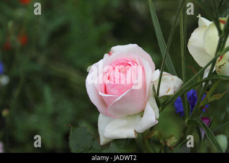 Romantische Rosa Strauchrose Stockfoto