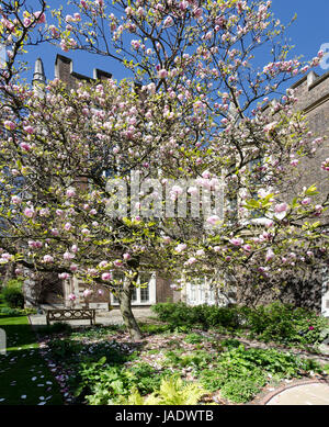 Blühende Rosa Magnolie im Inner Temple Gardens, London, England, Großbritannien; Blüte rosa Magnolia im Inner Temple Gardens, London, England, Großbritannien Stockfoto