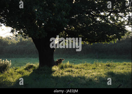 Eine Kuh sitzt unterhalb Englisch oak tree in der shropshire am frühen Morgen Sonnenschein Stockfoto