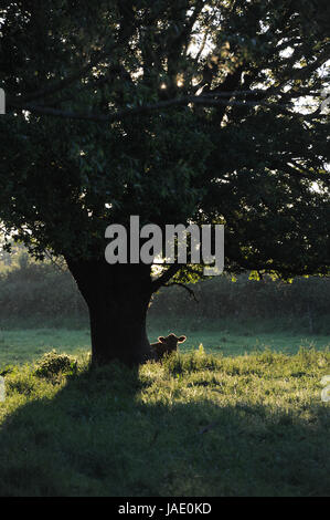 Eine Kuh sitzt unterhalb Englisch oak tree in der shropshire am frühen Morgen Sonnenschein Stockfoto