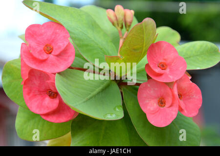 Dornenkrone Blumen Euphorbia Milli Desmoul Stockfoto