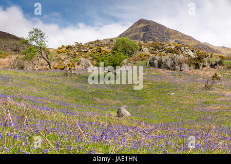 Glockenblumen blühen im Mai beim Rannerdale im englischen Lake District. Im Hintergrund ist Whiteless Hecht. Stockfoto