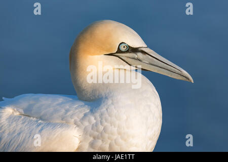 Basstölpel (Morus Bassanus) auf der Insel Helgoland, Deutschland Stockfoto