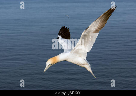 Tölpel fliegen über die Nordsee in der Nähe von deutschen Insel Helgoland Stockfoto