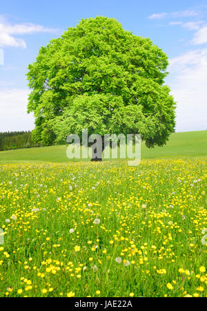 einzelne große alte Buche im Frühling Stockfoto