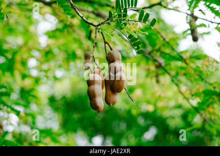 Tamarind auf dem Baum im Garten Stockfoto