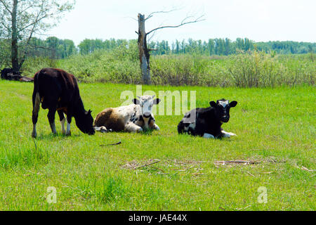 Drei Kühe auf der Wiese Stockfoto