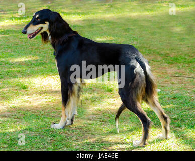 Ein seitlicher Blick auf eine gesunde schöne Melierung, schwarz und Tan, Saluki stehend auf dem Rasen suchen glücklich und fröhlich. Persische Windhund Hunde sind Rank und schlank mit langen, schmalen Kopf. Stockfoto