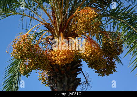 Areca oder Betelnuss Palme (Areca Catechu) mit reifen Früchten Stockfoto