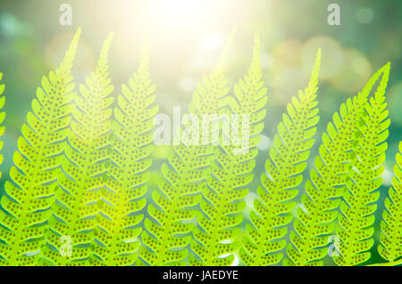 Sonnenlicht durch ein männlicher Farn Blatt zeigt Sori auf der Unterseite gegen grüne Vegetation hautnah. Stockfoto
