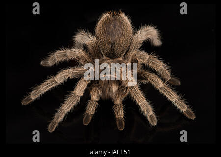 Ein sehr enger Foto von chilenische Rose Tarantel gesetzt vor schwarzem Hintergrund Stockfoto