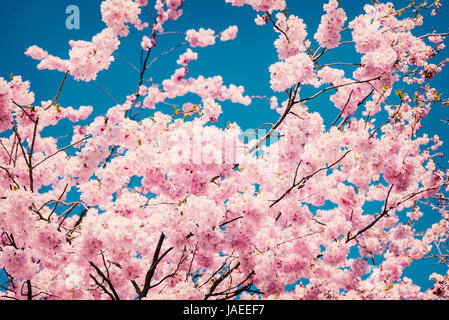 Rosa Kirschblüten auf Teal blue Sky. Stockfoto