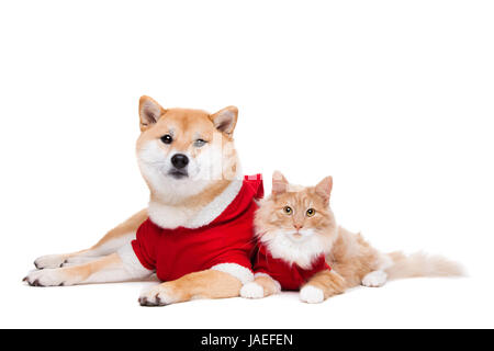 Hund und Katze gekleidet in Cristmas Kleidung vor einem weißen Hintergrund Stockfoto