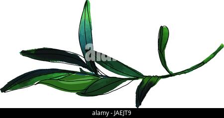 Vektor und Aquarell Zeichnung der grünen Ölzweig auf weiß Stock Vektor