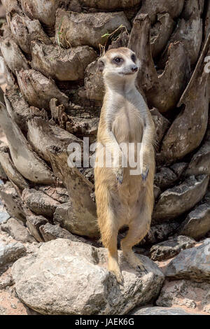 Gruppe von Erdmännchen oder Suricata Suricatta Leben in Afrika Stockfoto