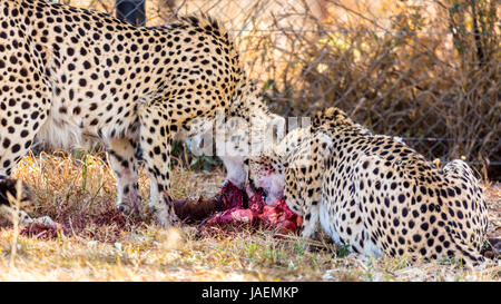 Eine blutige Cheetah Essen die Überbleibsel von seiner vorherigen töten Stockfoto